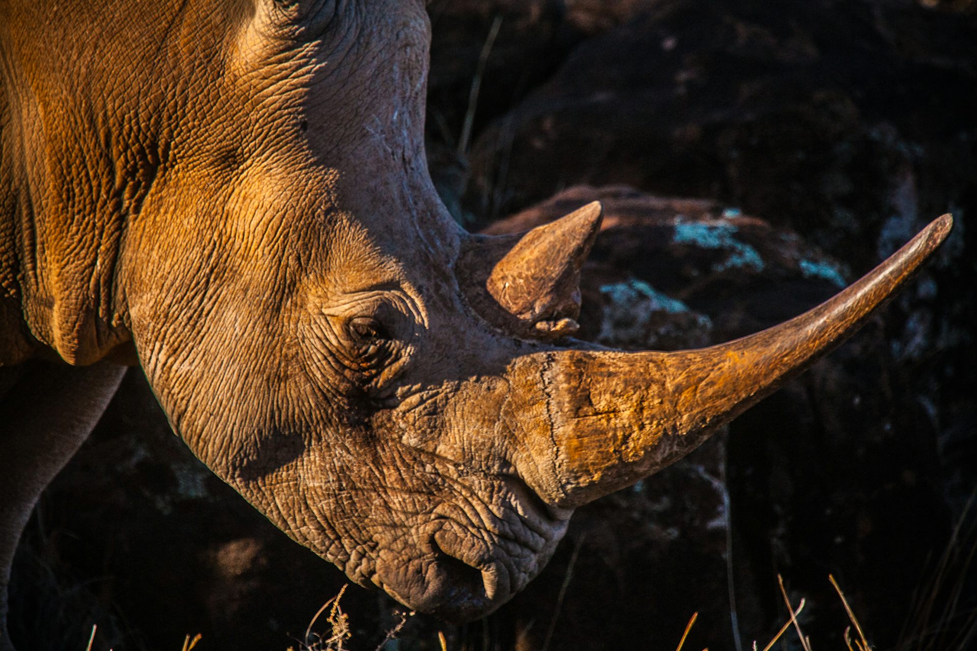 Rhino horn: why South Africa wants to revive the international trade, and why critics fear the consequences