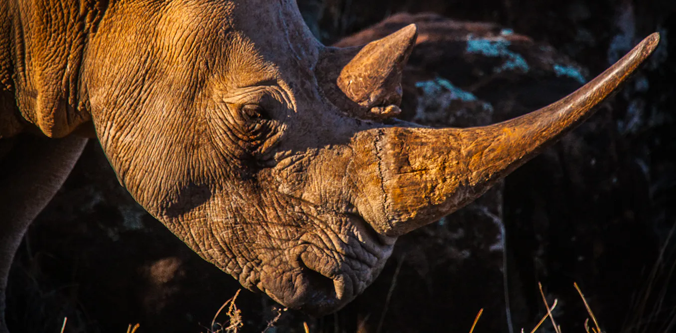Rhino horn: why South Africa wants to revive the international trade, and why critics fear the consequences Rhino horn: why South Africa wants to revive the international trade, and why critics fear the consequences