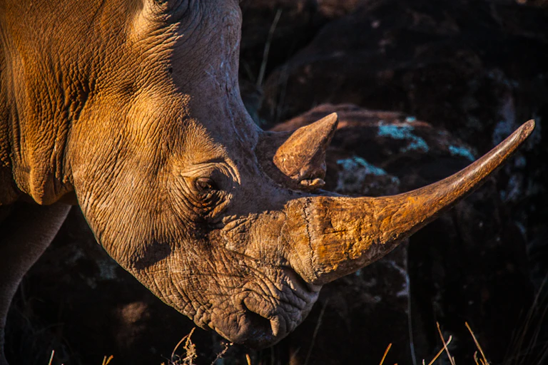 Rhino in side profile