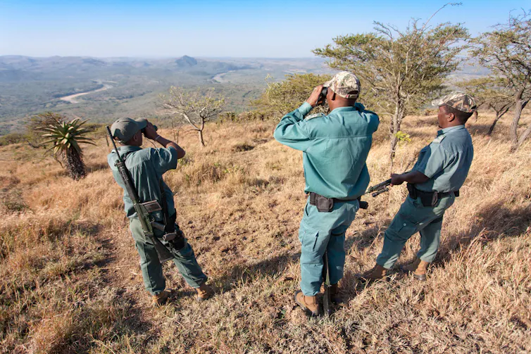 Wardens look over savanna through binoculars