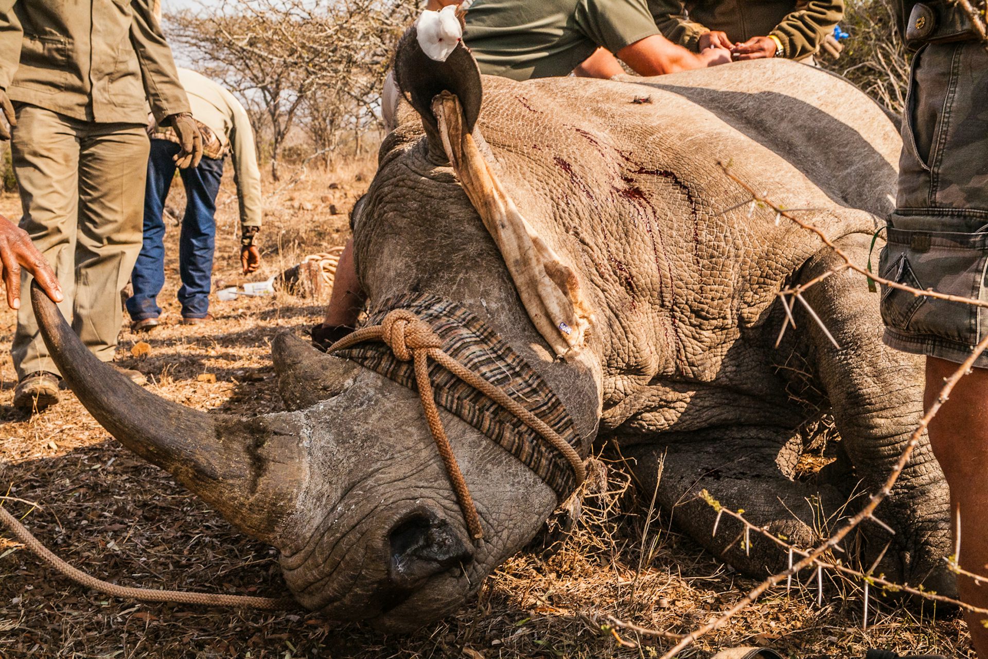 Sedated rhino surrounded by people