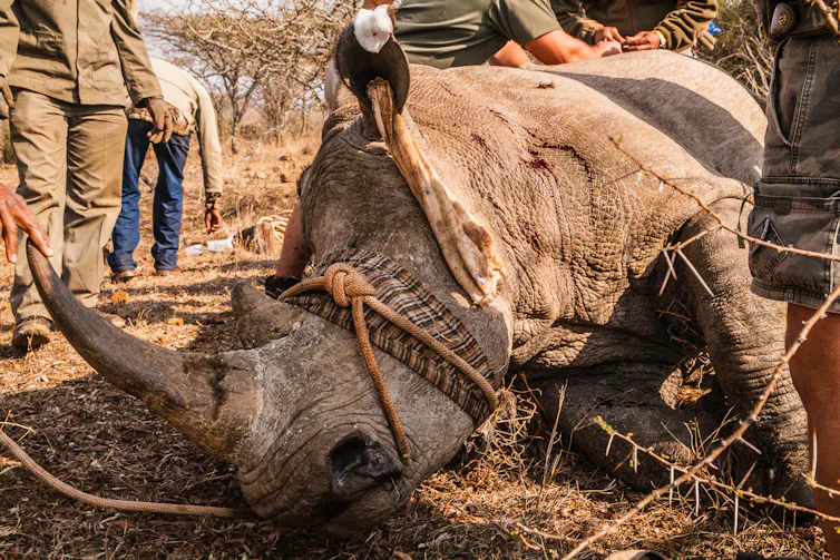 Sedated rhino surrounded by people