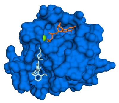Model of the 3D structure of KRAS, resembling a rough-looking blob with a molecule tucked inside