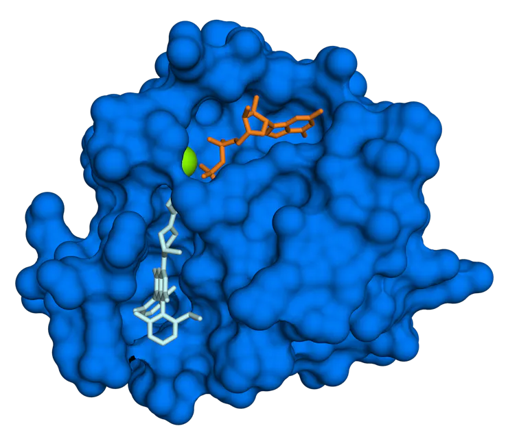 Model of the 3D structure of KRAS, resembling a rough-looking blob with a molecule tucked inside