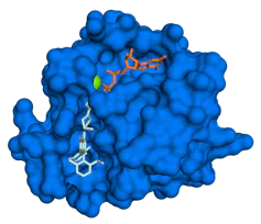 Model of the 3D structure of KRAS, resembling a rough-looking blob with a molecule tucked inside
