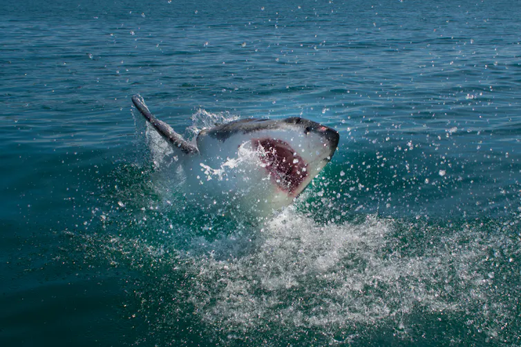 A great white shark,breaking through the surf.