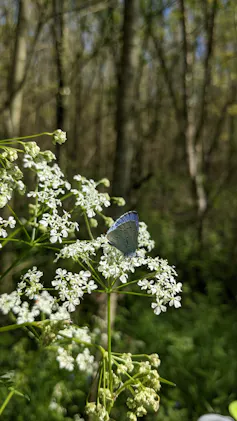 blue butterfly on white plant, woodland trees in background
