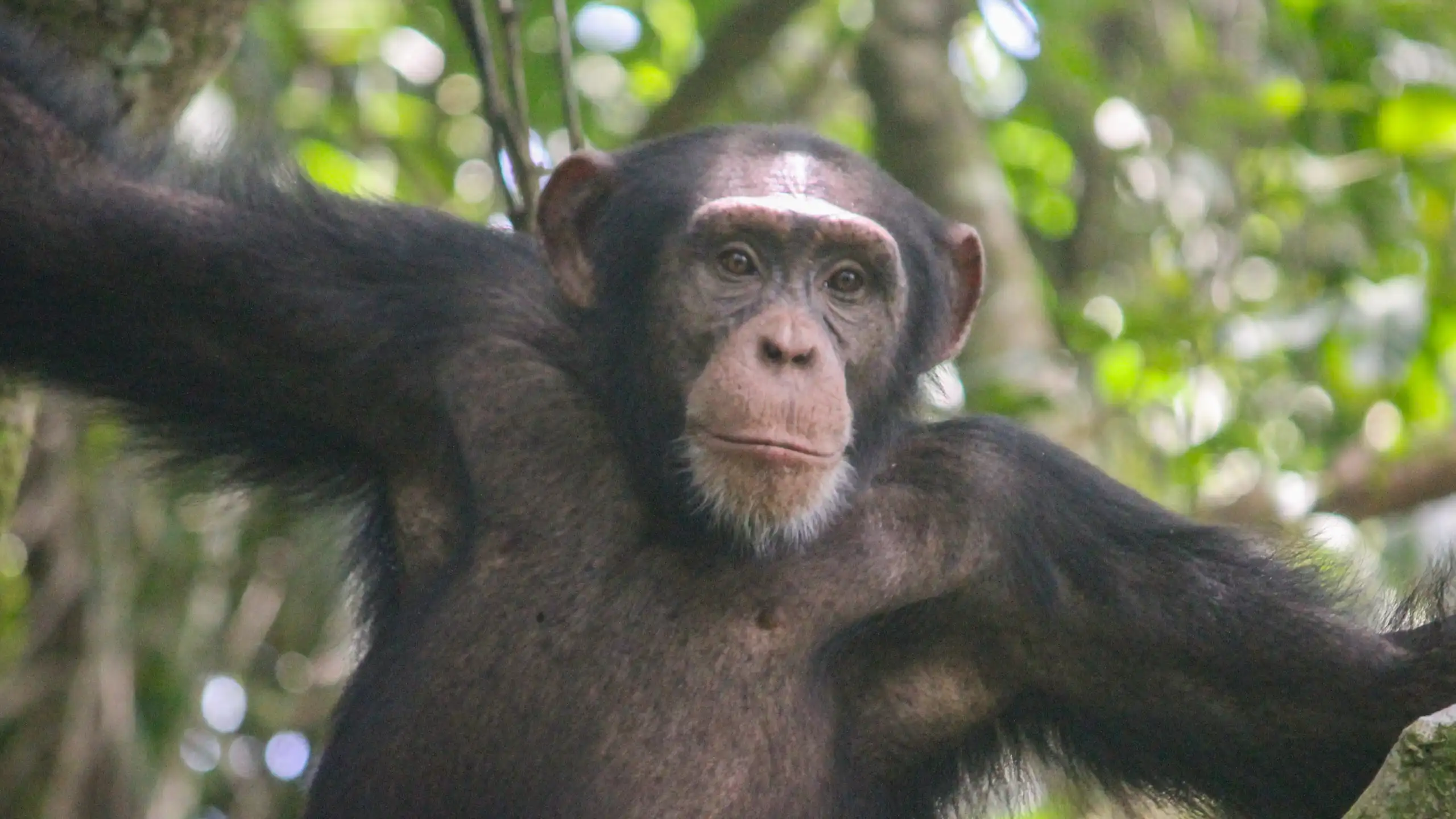 Un chimpanzé regarde l'appareil photo, avec des feuilles vertes en arrière-plan