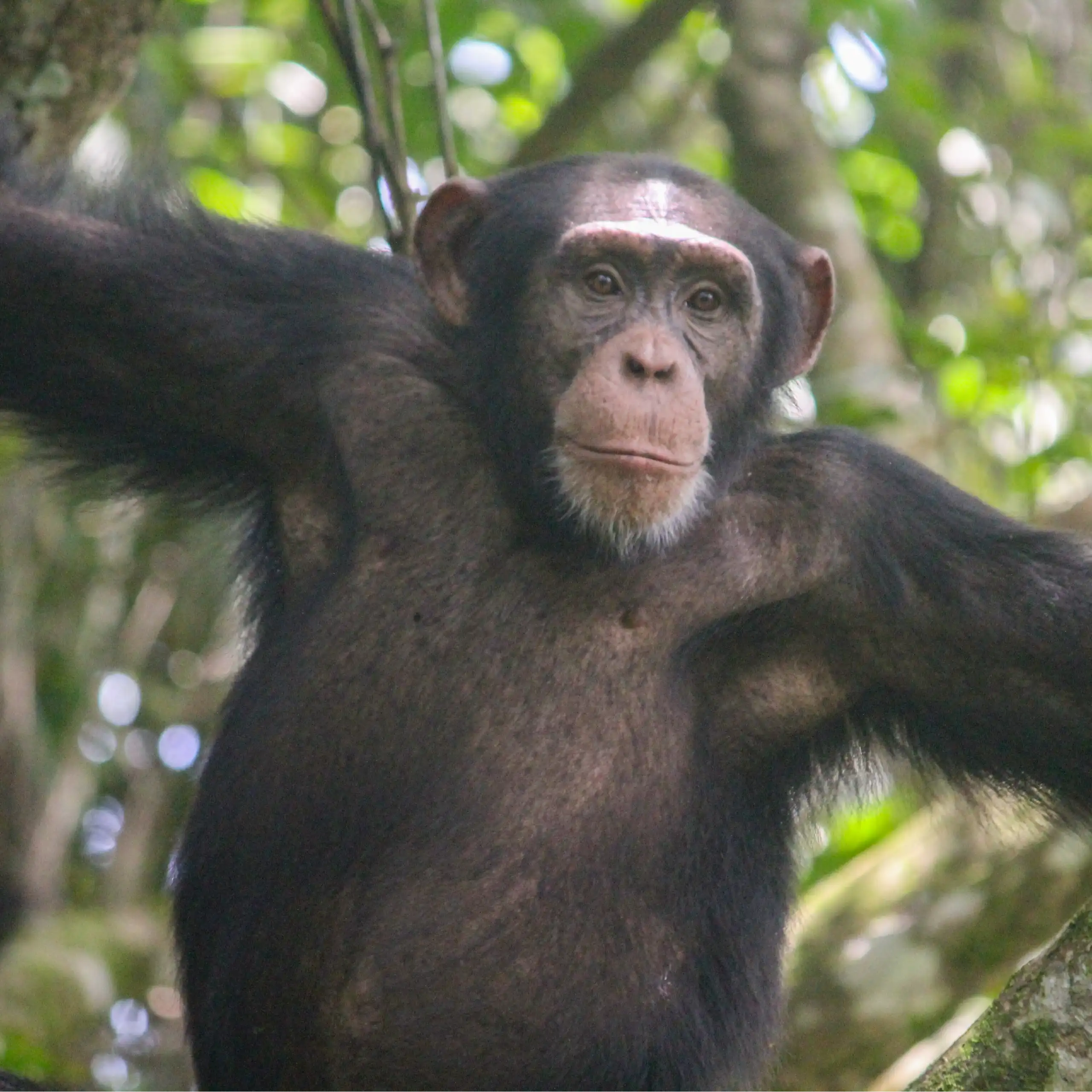 Un chimpanzé regarde l'appareil photo, avec des feuilles vertes en arrière-plan