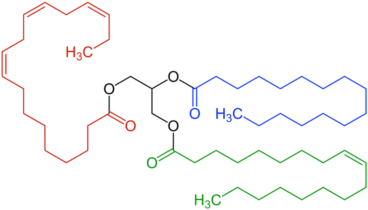 A chemical structure diagram of a triglyceride, which has long carbon and hydrogen chains coming off oxygen molecules linked together.