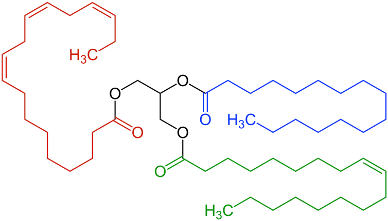Schéma de la structure chimique d’un triglycéride, composé de longues chaînes de carbone et d’hydrogène partant de molécules d’oxygène reliées entre elles