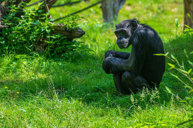 A chimpanzee sits on the lawn in the Pongoland enclosure at Leipzig Zoo.