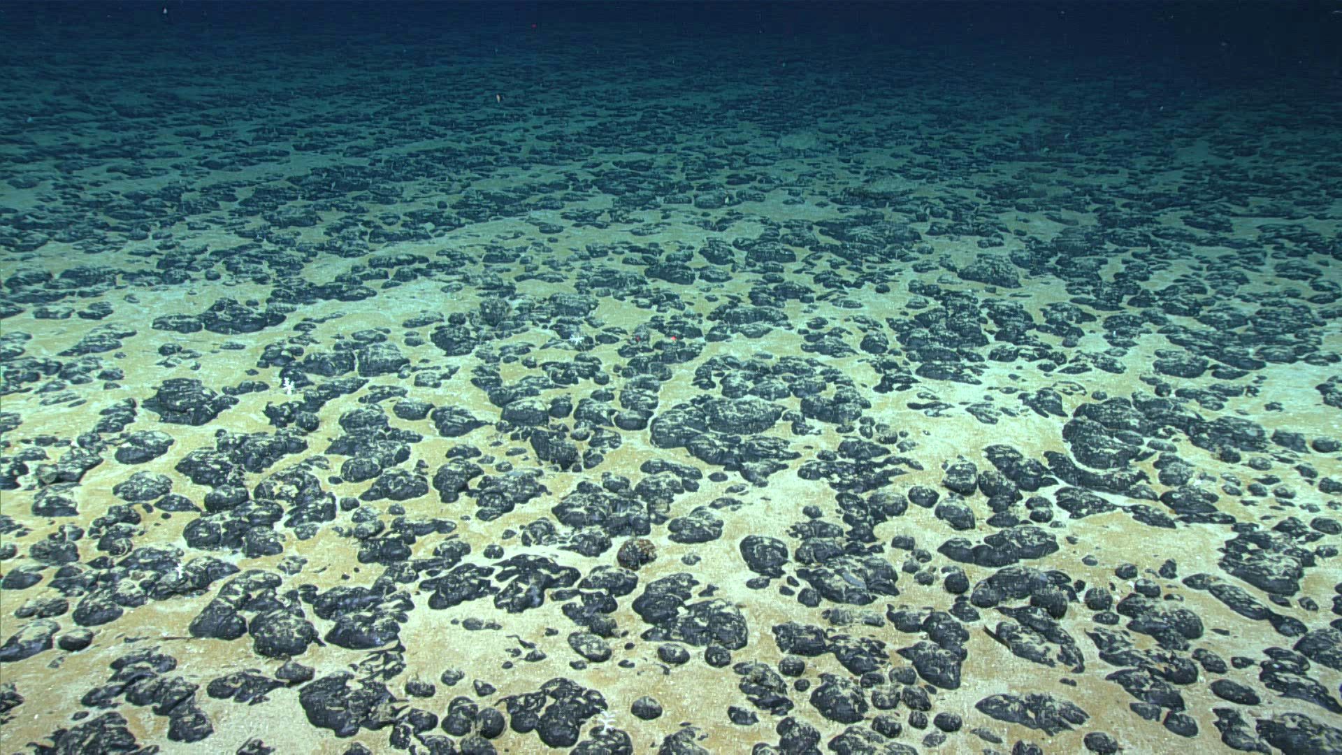 An underwater image of the seabed showing thousands of small dark stones that are roughly spheroid but with a bumpy surface.