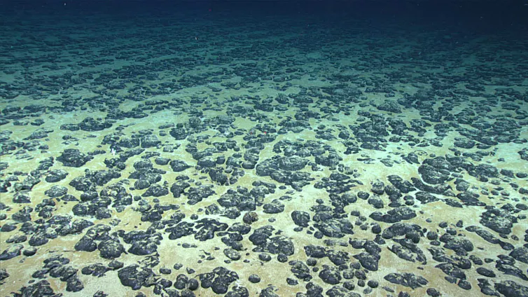 An underwater image of the seabed showing thousands of small dark stones that are roughly spheroid but with a bumpy surface.