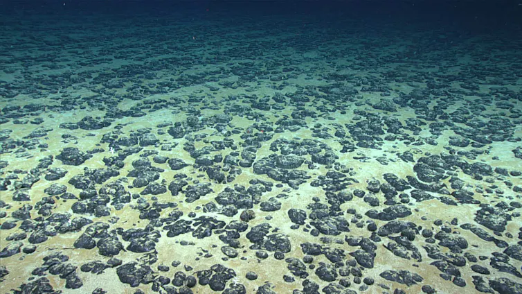 An underwater image of the seabed showing thousands of small dark stones that are roughly spheroid but with a bumpy surface.