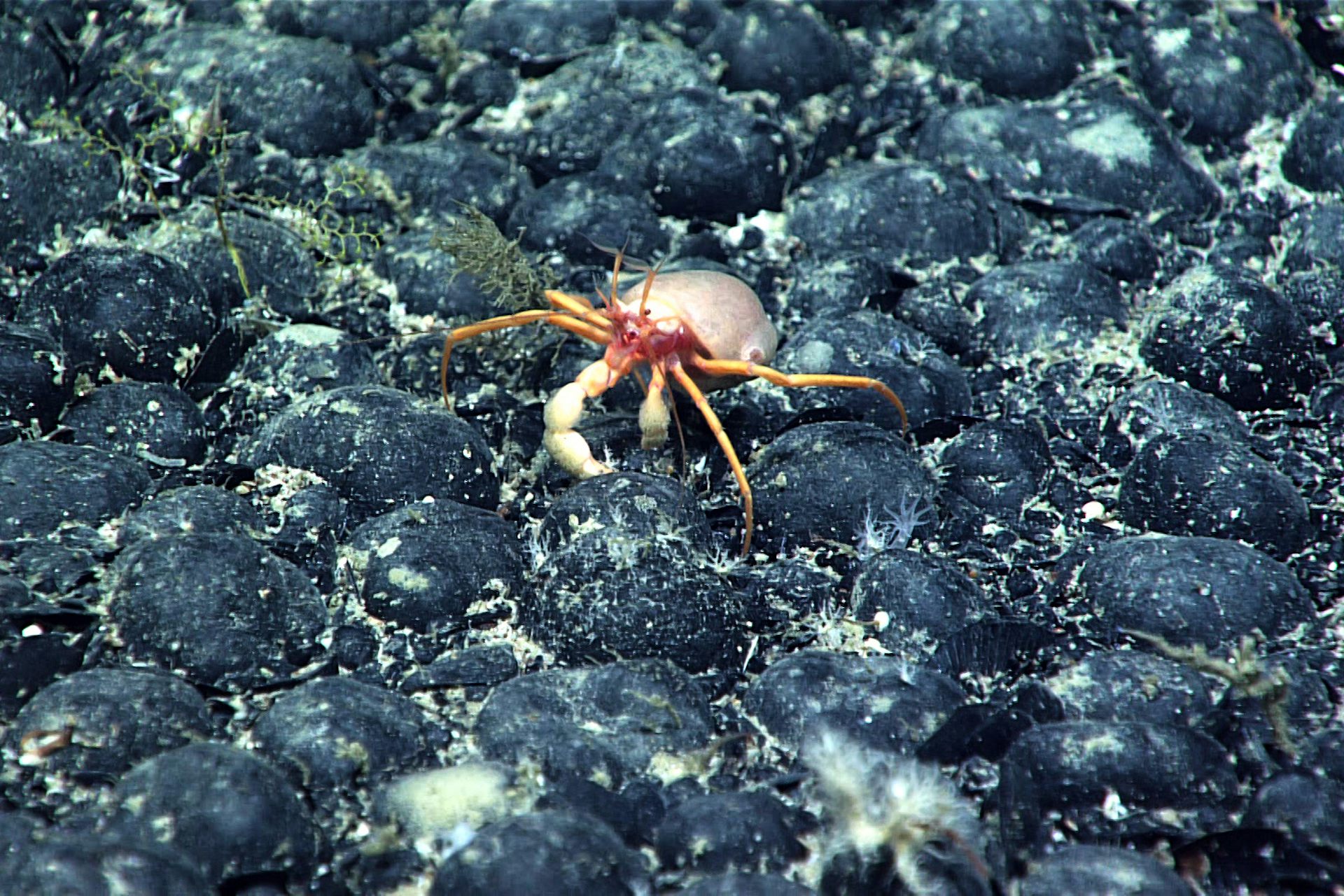 Mining companies may soon bypass UN rules and mine the deep-sea