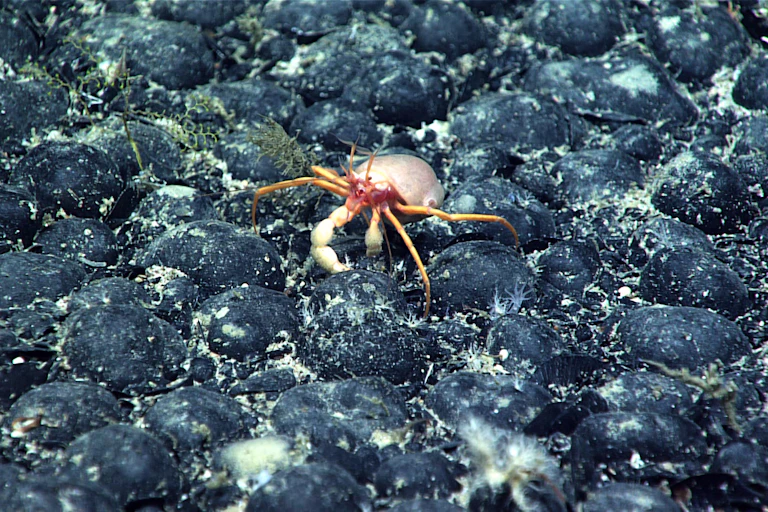 crab with a coral on its back walks across a field of rocks on the sea floor