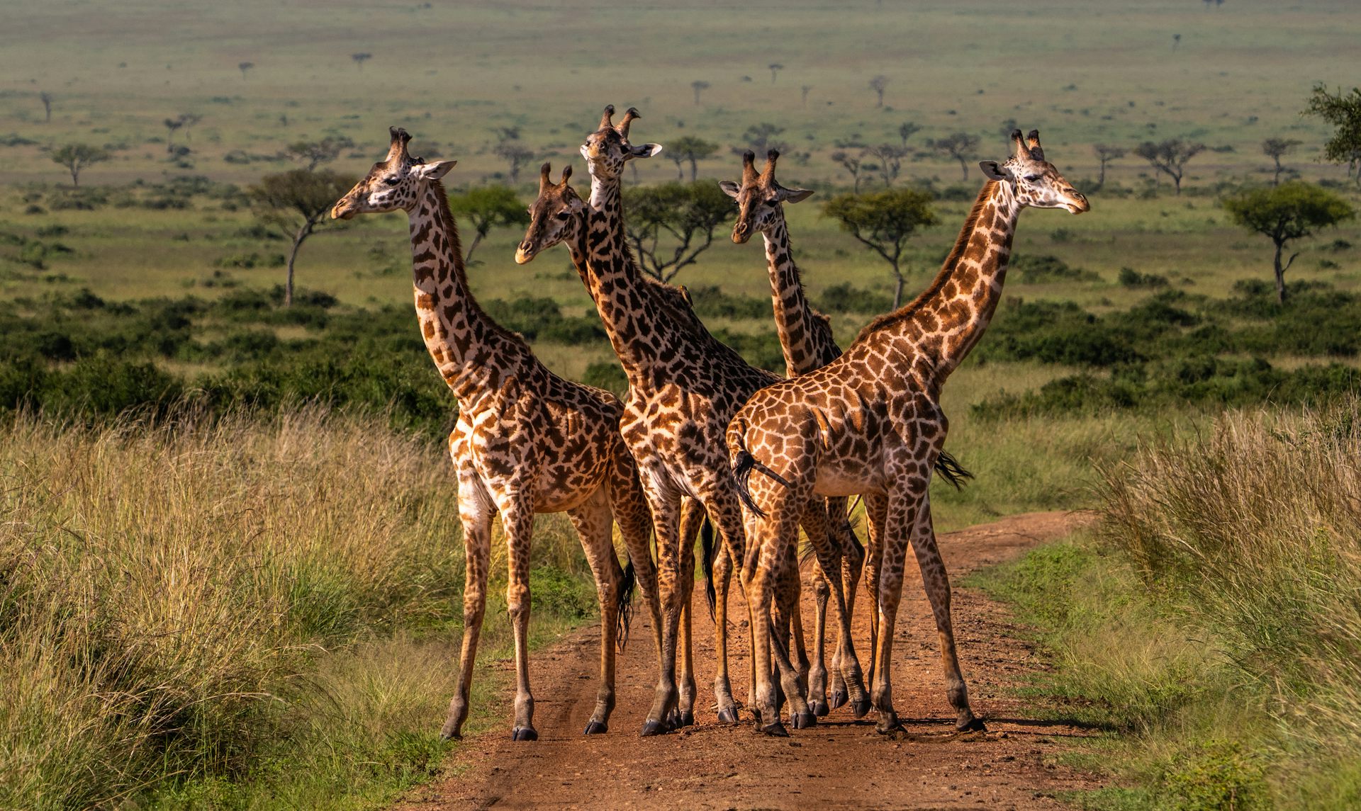 Hidden in plain sight: the race to discover new species before they’re gone
