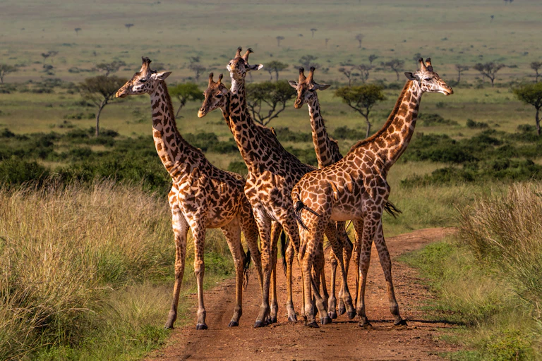 A group of giraffes standing in front of a green background.