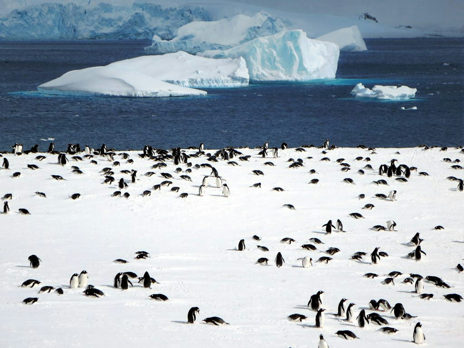 A large colony of Gentoo penguins on the ice with the ocean behind.
