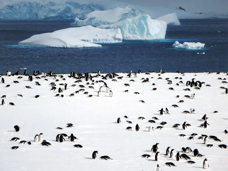 A large colony of Gentoo penguins on the ice with the ocean behind.