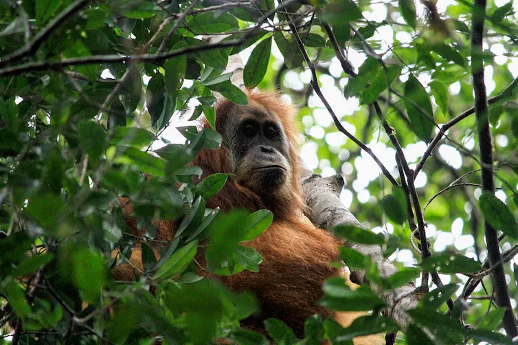 An orangutan sits in a leafy tree.