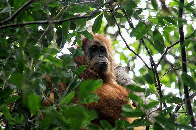 An orangutan sits in a leafy tree.