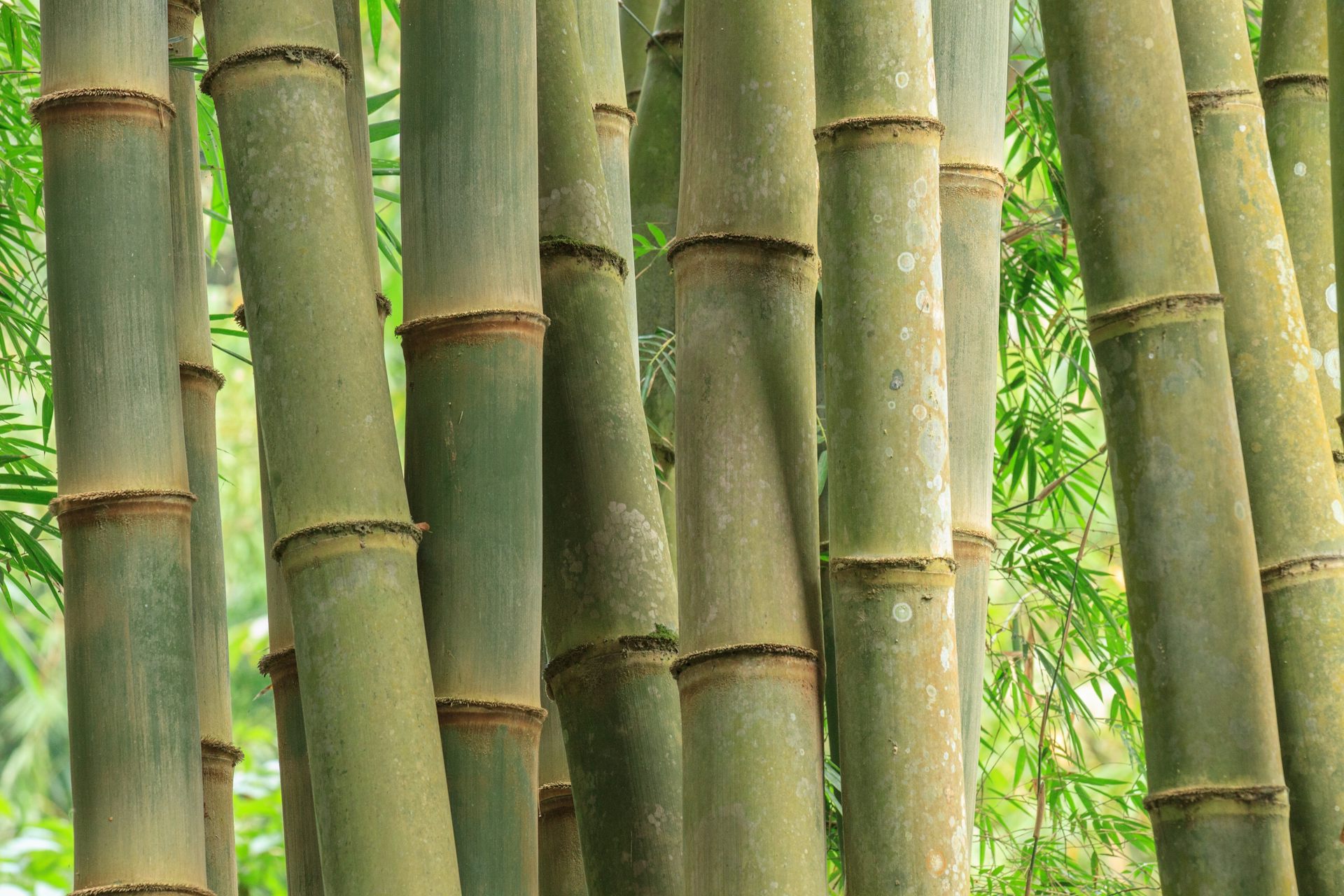 Bambu sebagai Fondasi Peradaban Ngada: Jejak Leluhur yang Mulai Pudar