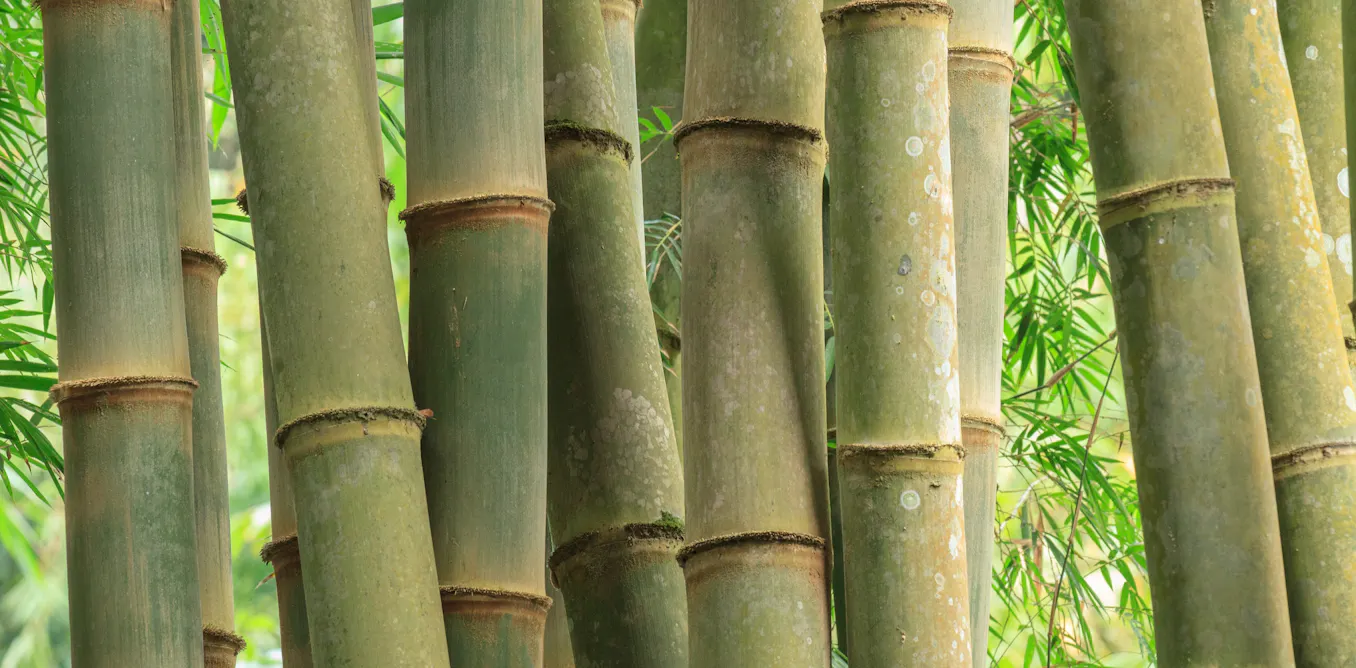 Bambu sebagai Fondasi Peradaban Ngada: Jejak Leluhur yang Mulai Pudar