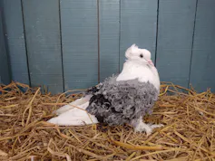 Small pigeon with curly grey feathers.