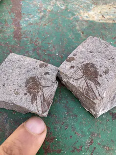 Dos rocas, separadas, juntas muestran el contorno de espinas de pescado.