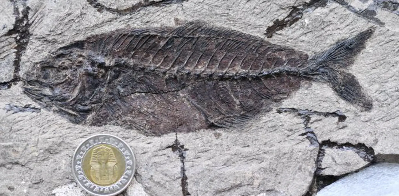Fossil fishes buried in the desert reveal a missing chapter in marine history