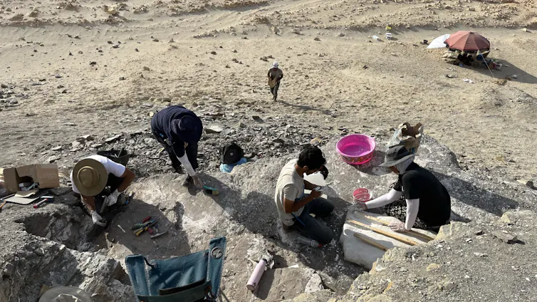 Un grupo de científicos cavando y excavando fósiles en el desierto.