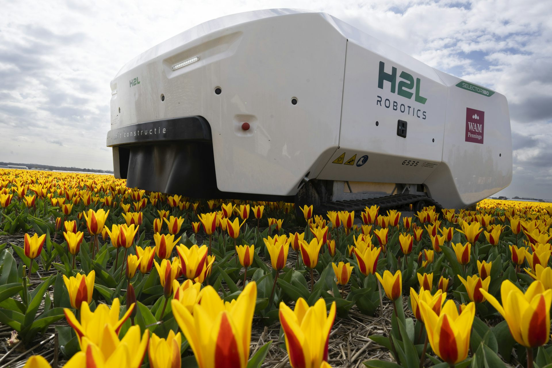 Una enorme máquina blanca se eleva sobre un campo de tulipanes amarillos.