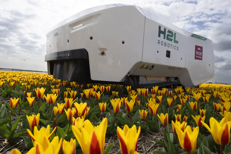 Para lograr una 'IA para todos' en la agricultura, los agricultores canadienses necesitan un cambio regional a nivel de sistema 1 Una enorme máquina blanca se eleva sobre un campo de tulipanes amarillos.