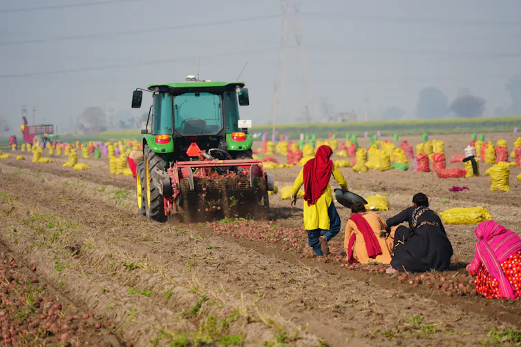 A driverless tractor with Indian women crouching behind harvesting uprooted potatoes.