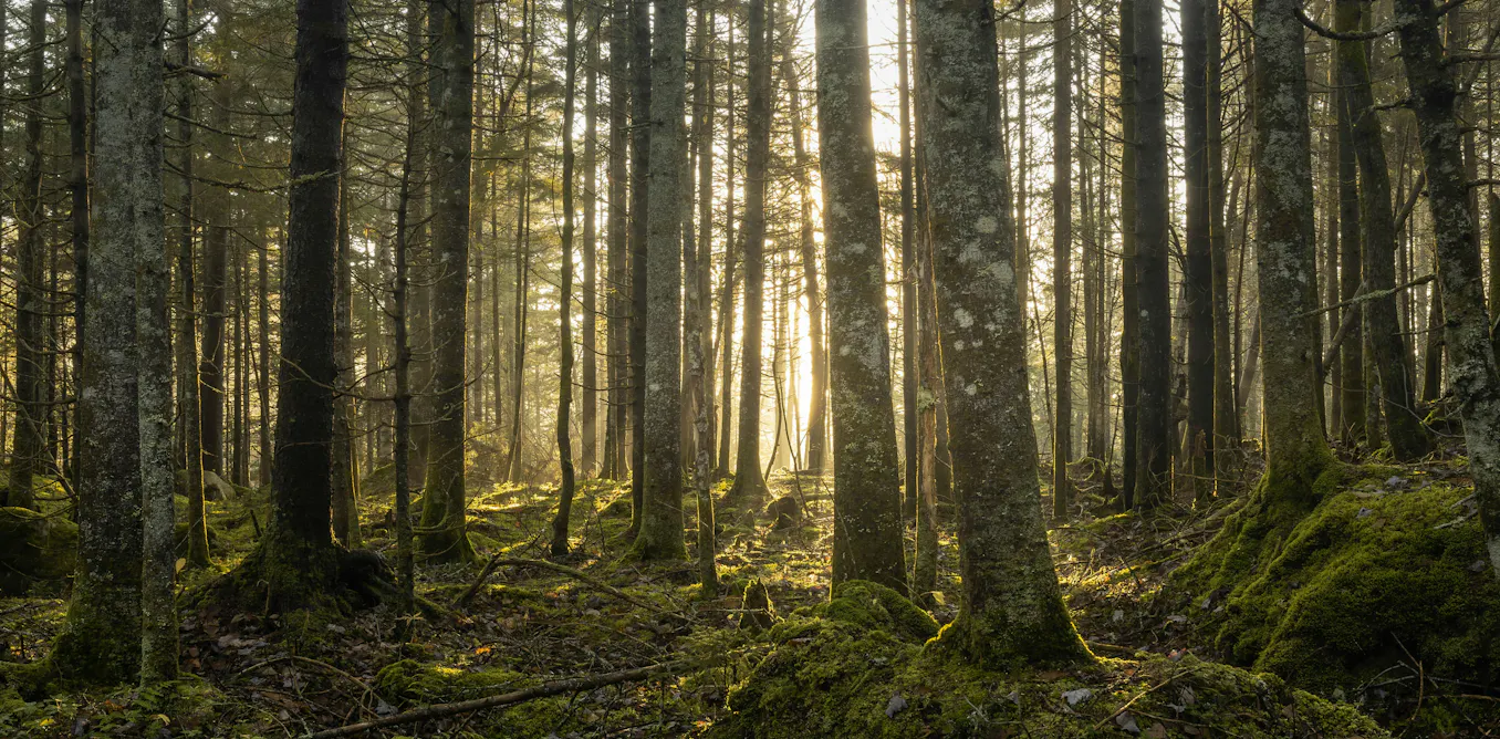 Moving forests to save them: Here are the risks and rewards of assisted tree migration Moving forests to save them: Here are the risks and rewards of assisted tree migration