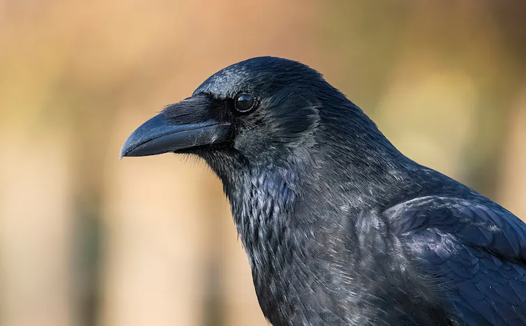 The head of a black crow against a blurred yellow background