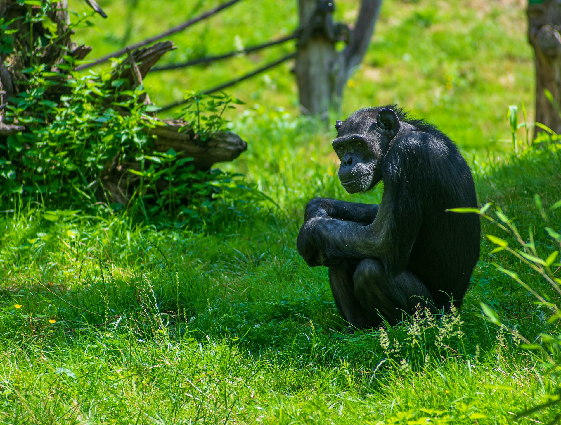Um chimpanzé sentado no gramado do recinto Pongoland, no Zoológico de Leipzig.