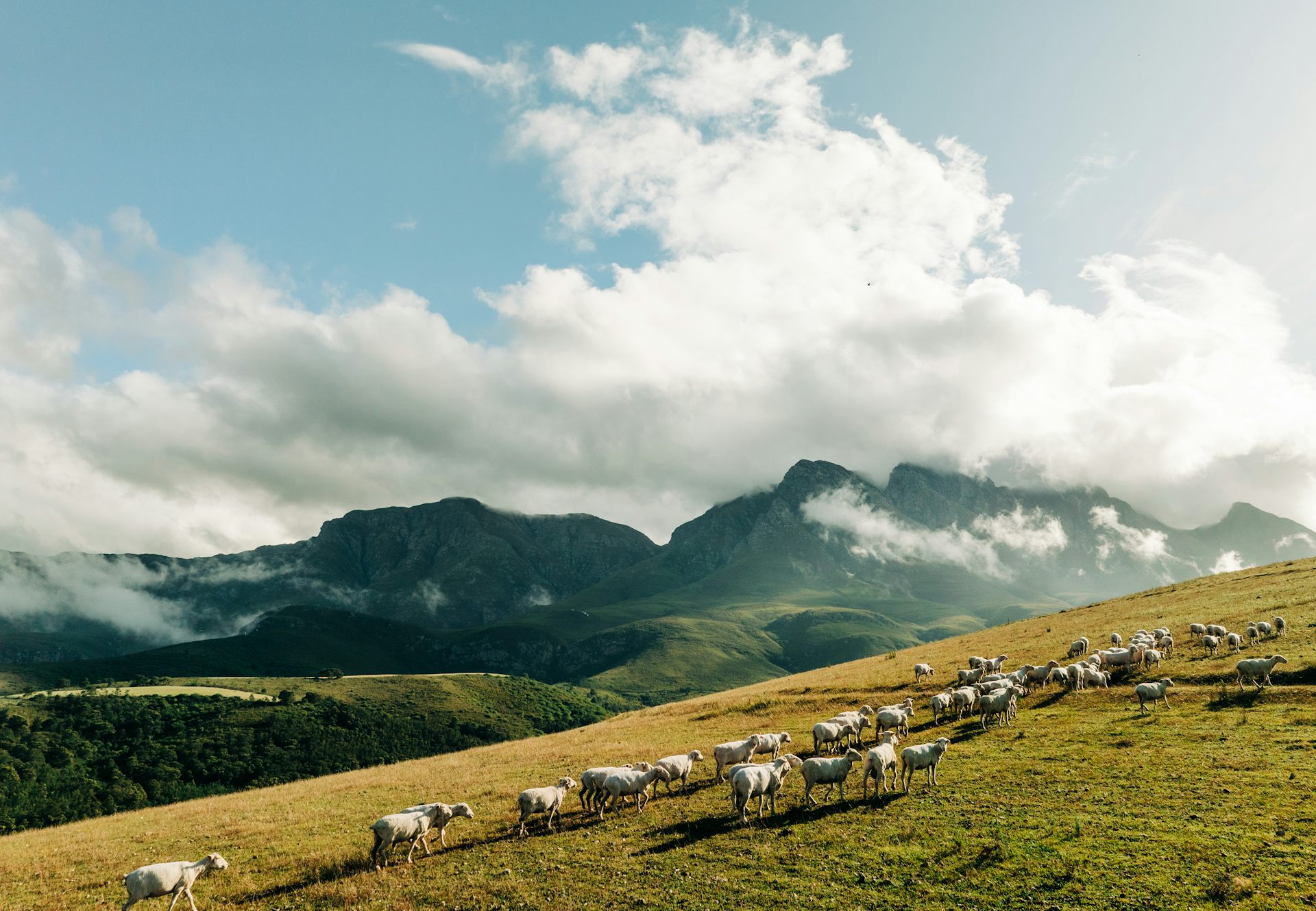Climate change is threatening sheep farmers in South Africa’s Drakensberg – how they’re adapting
