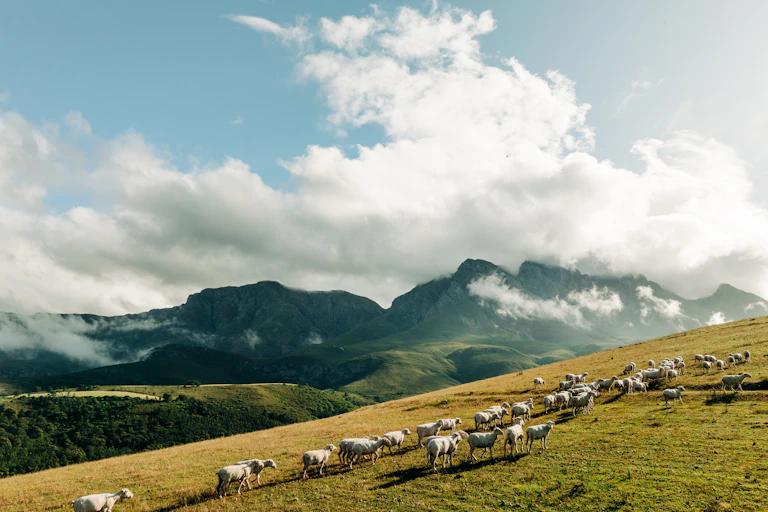 Mountains with grassland in the foreground and about 60 sheep grazing