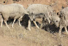 A sheep with scabs