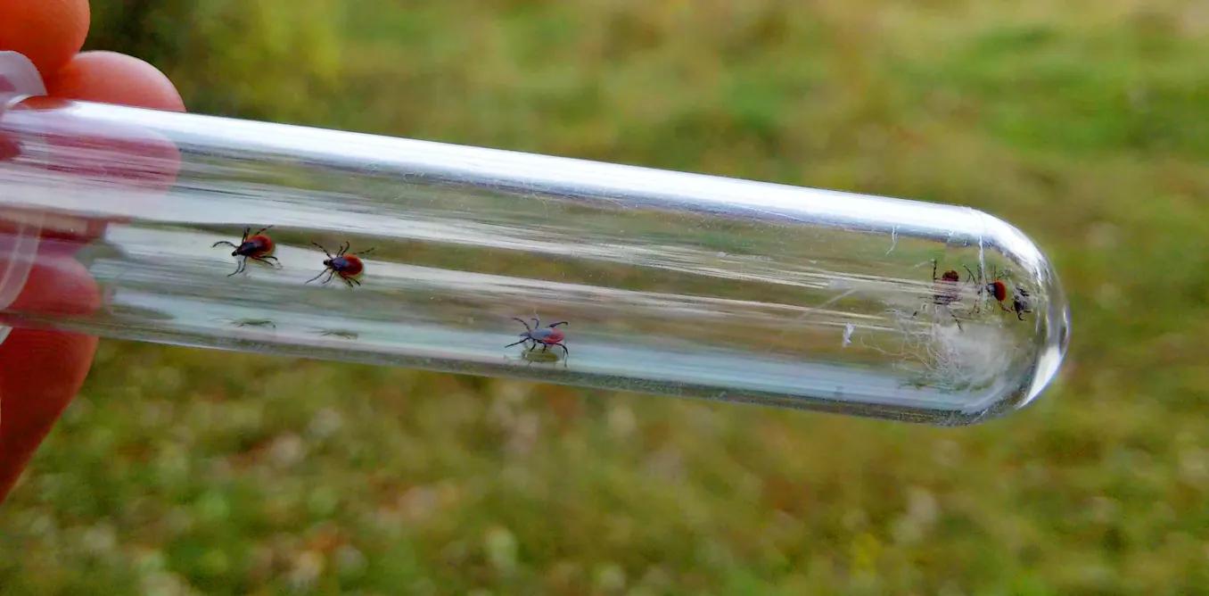 EduWireDaily — How woodchips can help keep ticks off trails