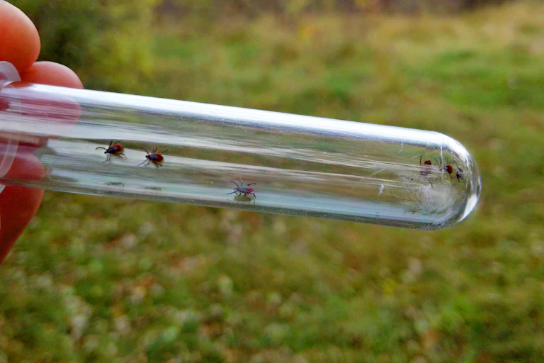 Image of blacklegged ticks collected during field work.