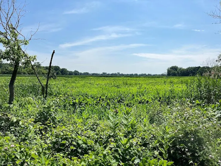 A landscape of green, marshy field with blue skies.