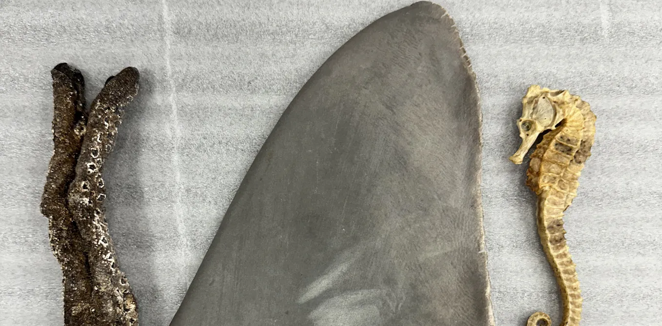 AI Detects Smuggled Seahorses and Shark Fins