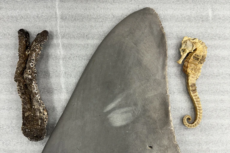 A dried sea cucumber, shark fin and seahorse on a bench.