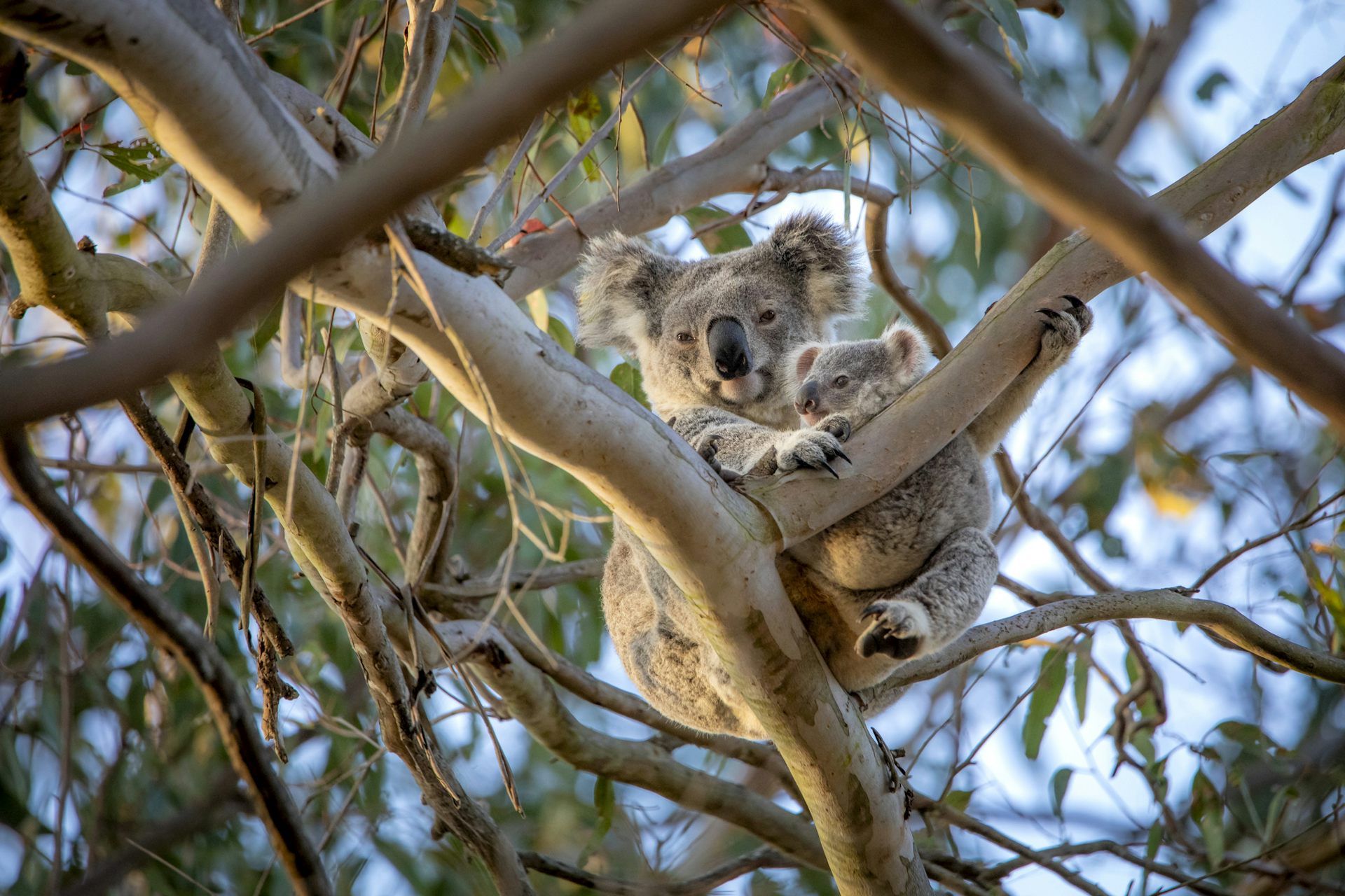 Koala numbers crashed across Australia 100,000 years ago. Global glacial cycles are likely to blame