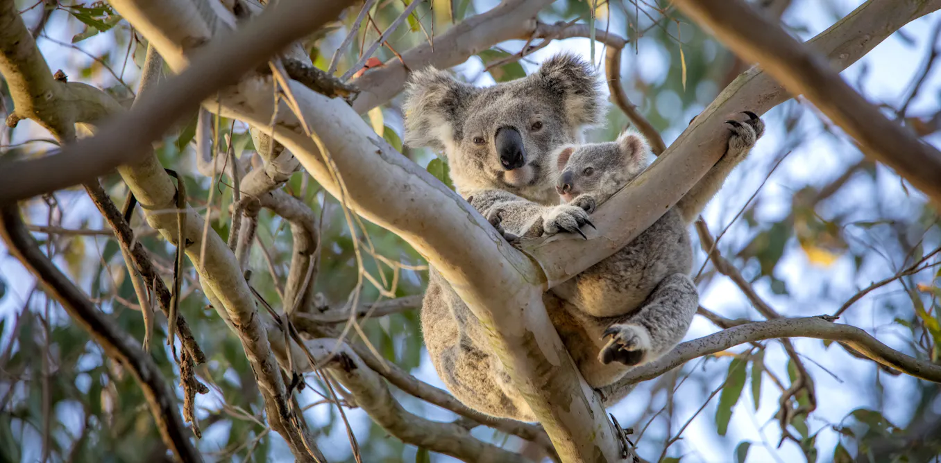 EnviroWireDaily — Koala numbers crashed across Australia 100,000 years ago. Global glacial cycles are likely to blame