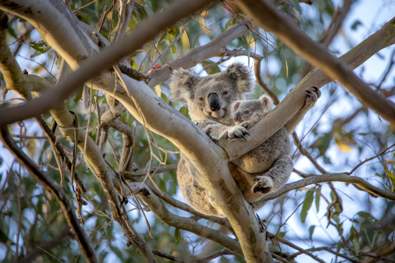 A grey, fluffy koala with its joey in tree branches.